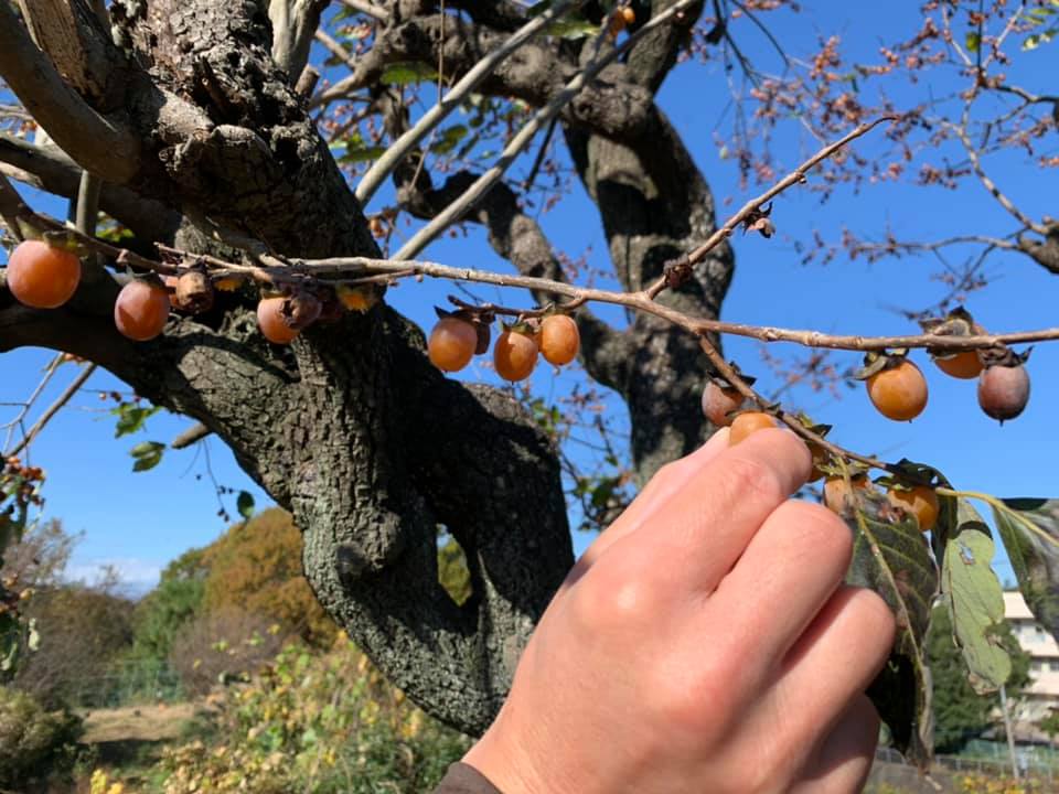 吉垣花園　オーガニックフラワー　夕やけ山　リトリート