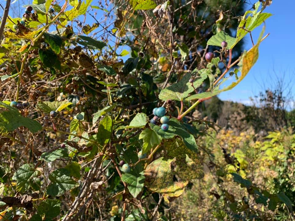 吉垣花園　オーガニックフラワー　夕やけ山　リトリート