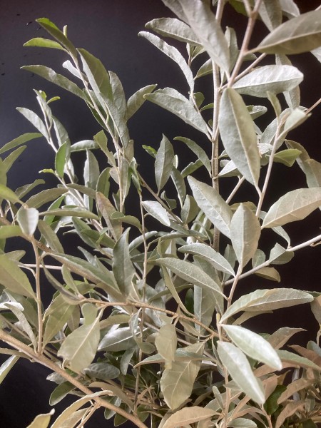 251093969_410675263866504_2632512430432719024_n